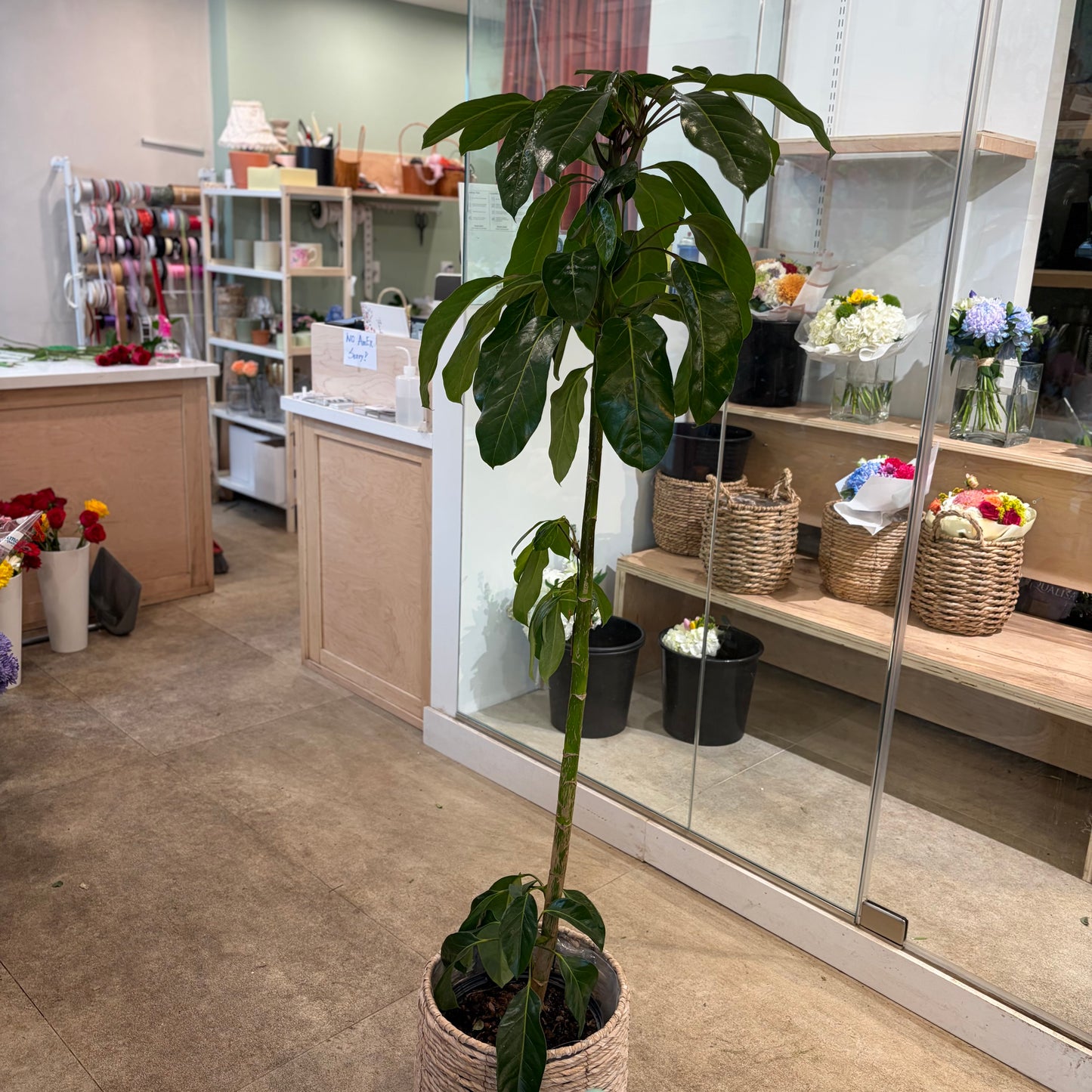 Schefflera actinophylla