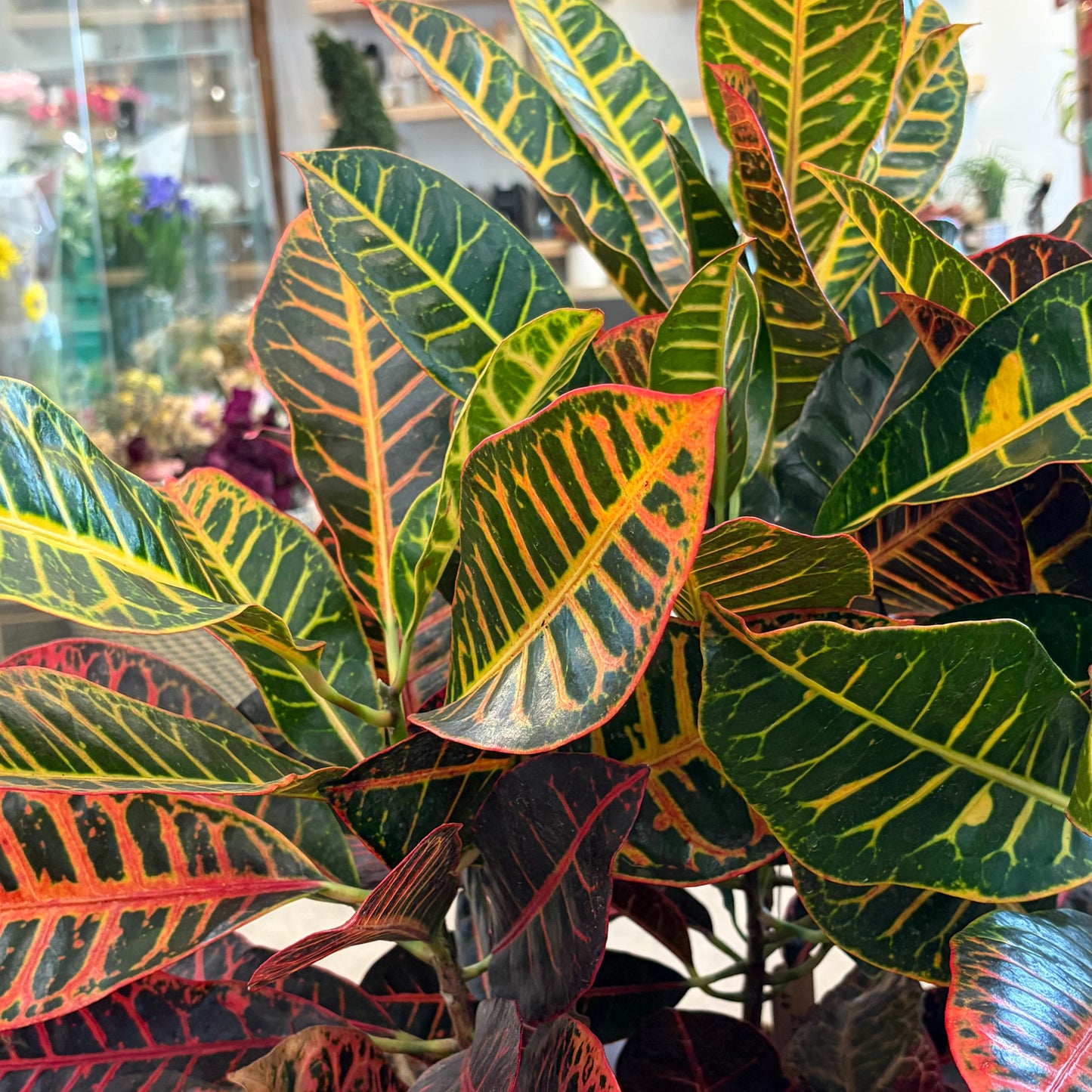 Garden Croton