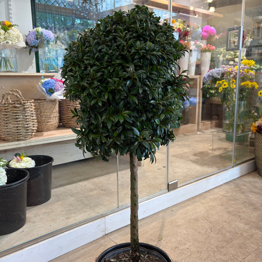 Eugenia Topiary (Small)