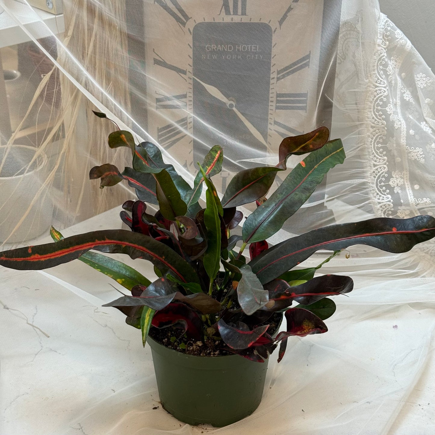 Croton Mamey(6")