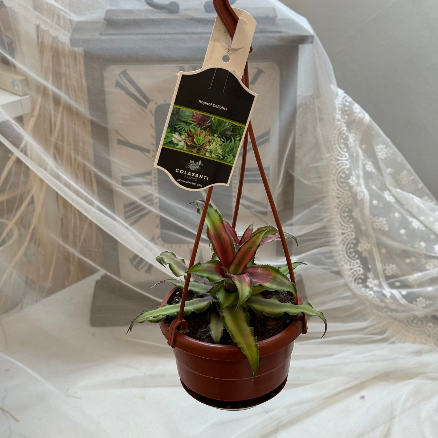 Cryptanthus(3")