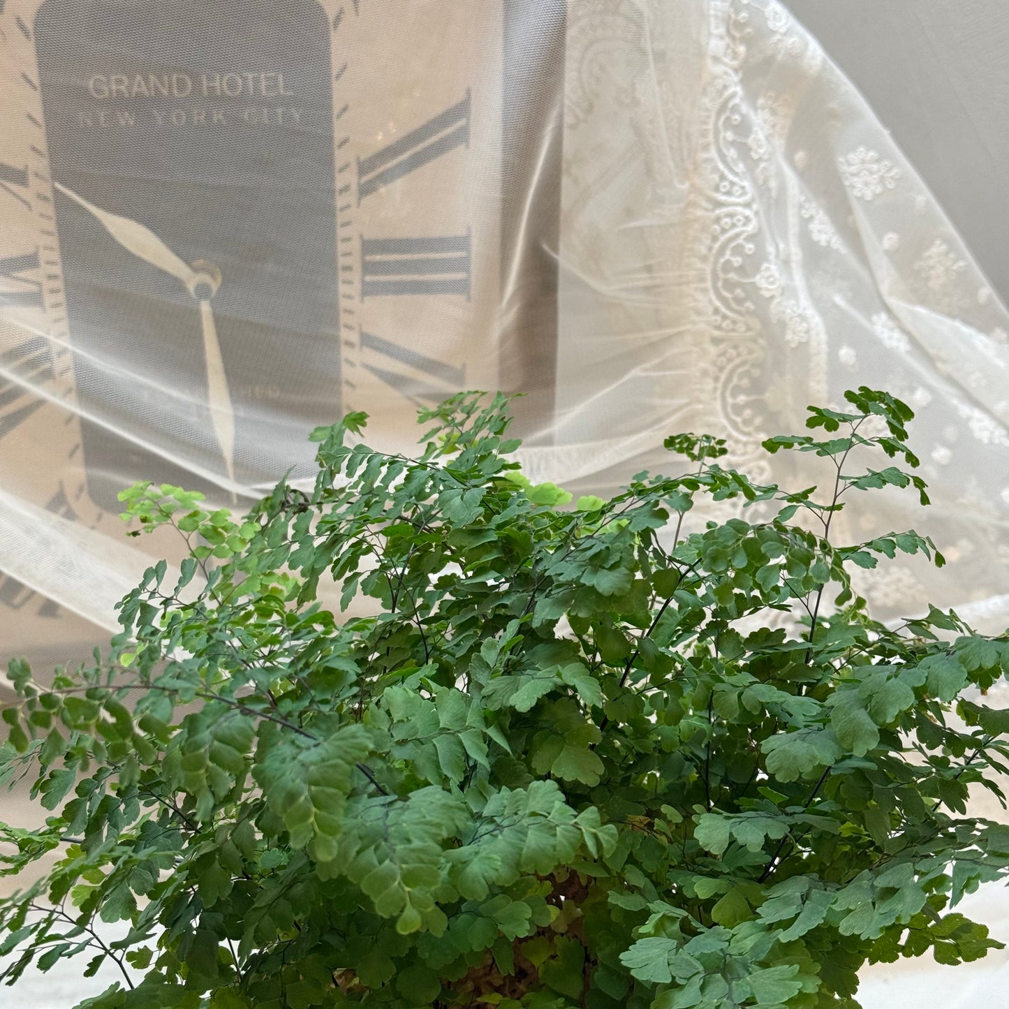Maidenhair Fern (6")