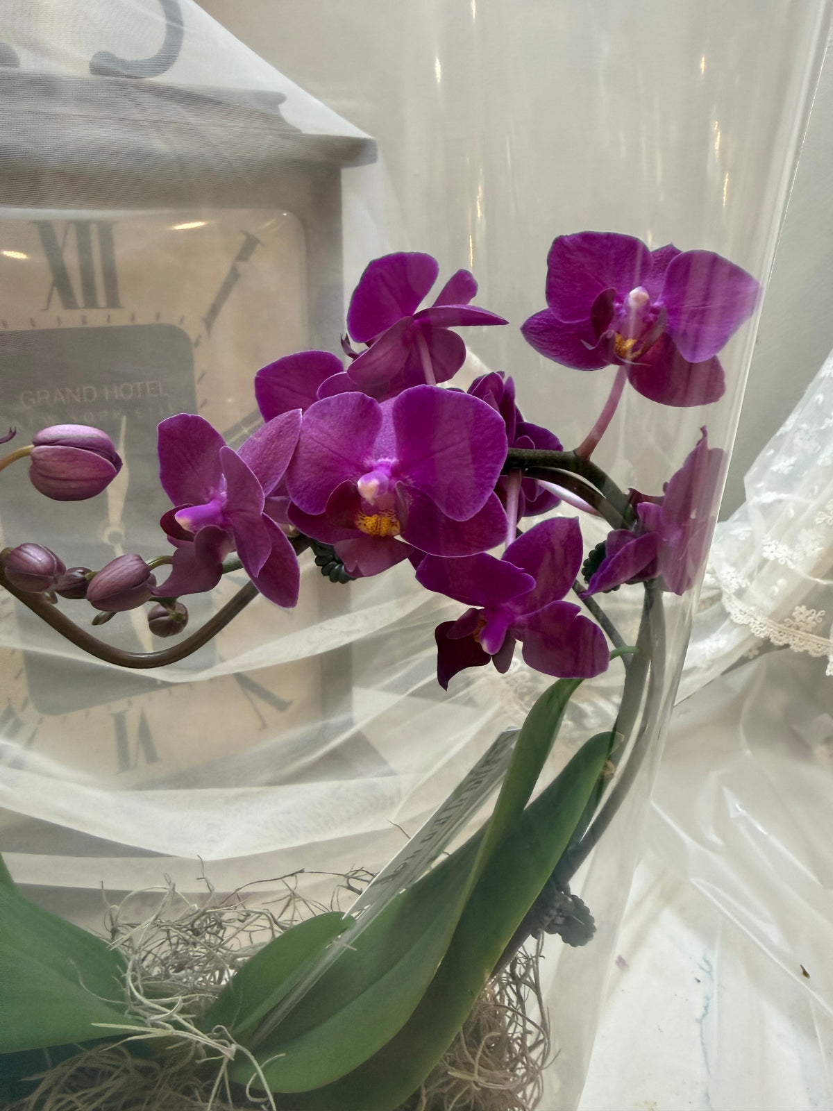 Heart Orchid - 4