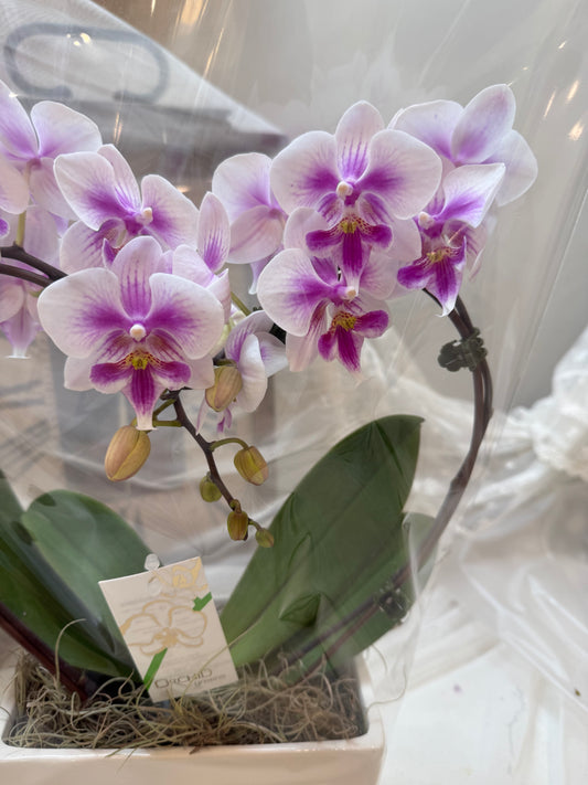 Heart Orchid - 1