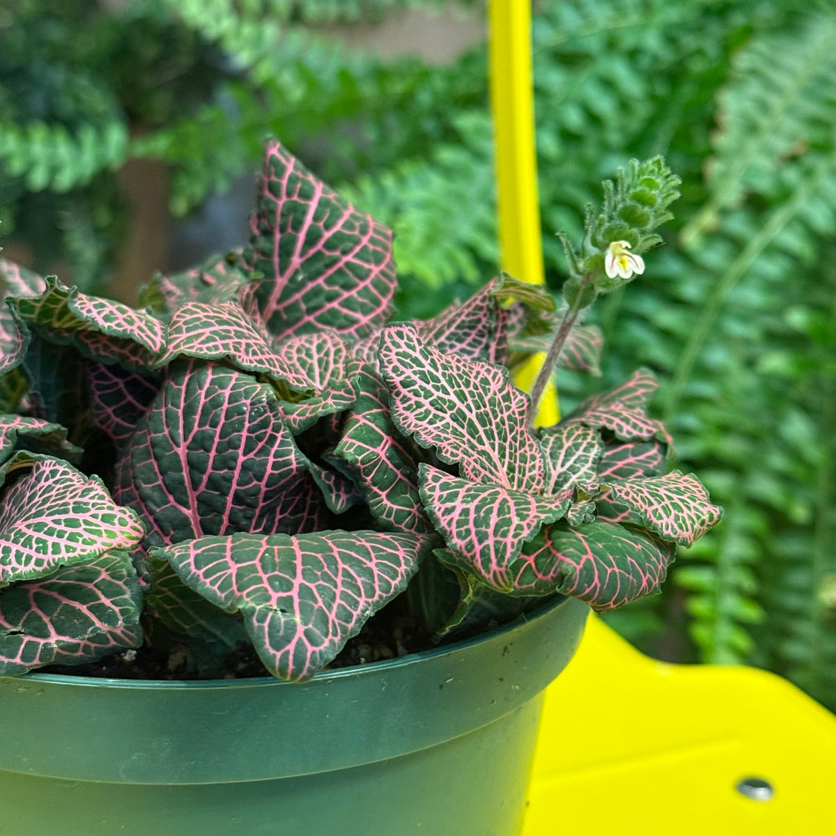 Indoor Plant35 (6")
