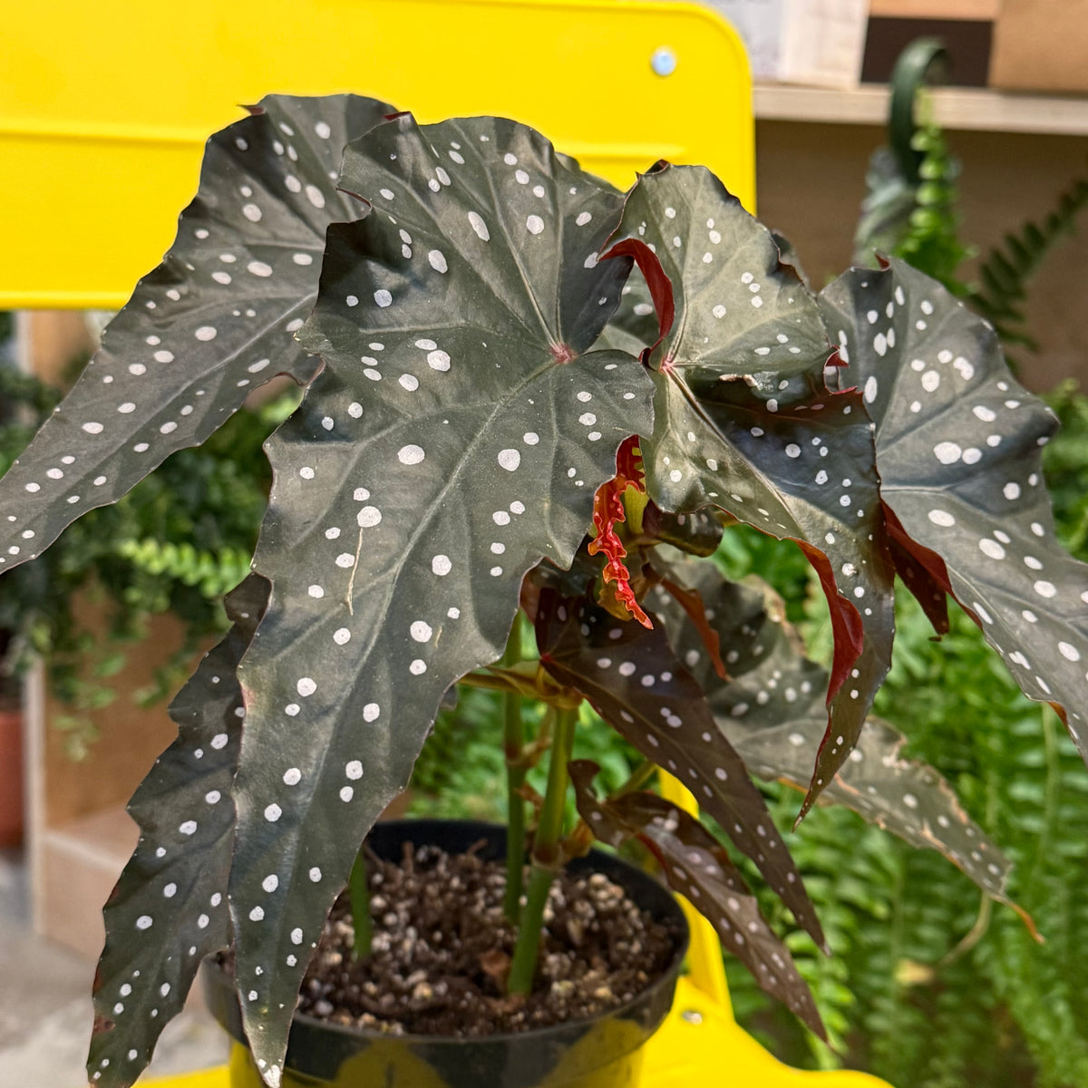 Indoor Plant33 (6")