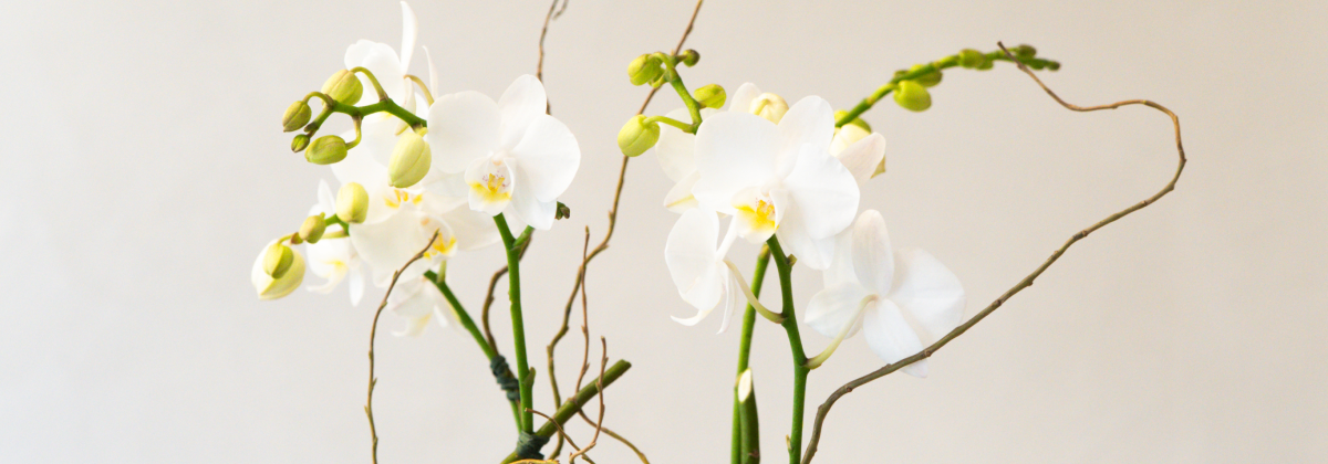 [FLOWER] ORCHID & ORCHID WITH POT