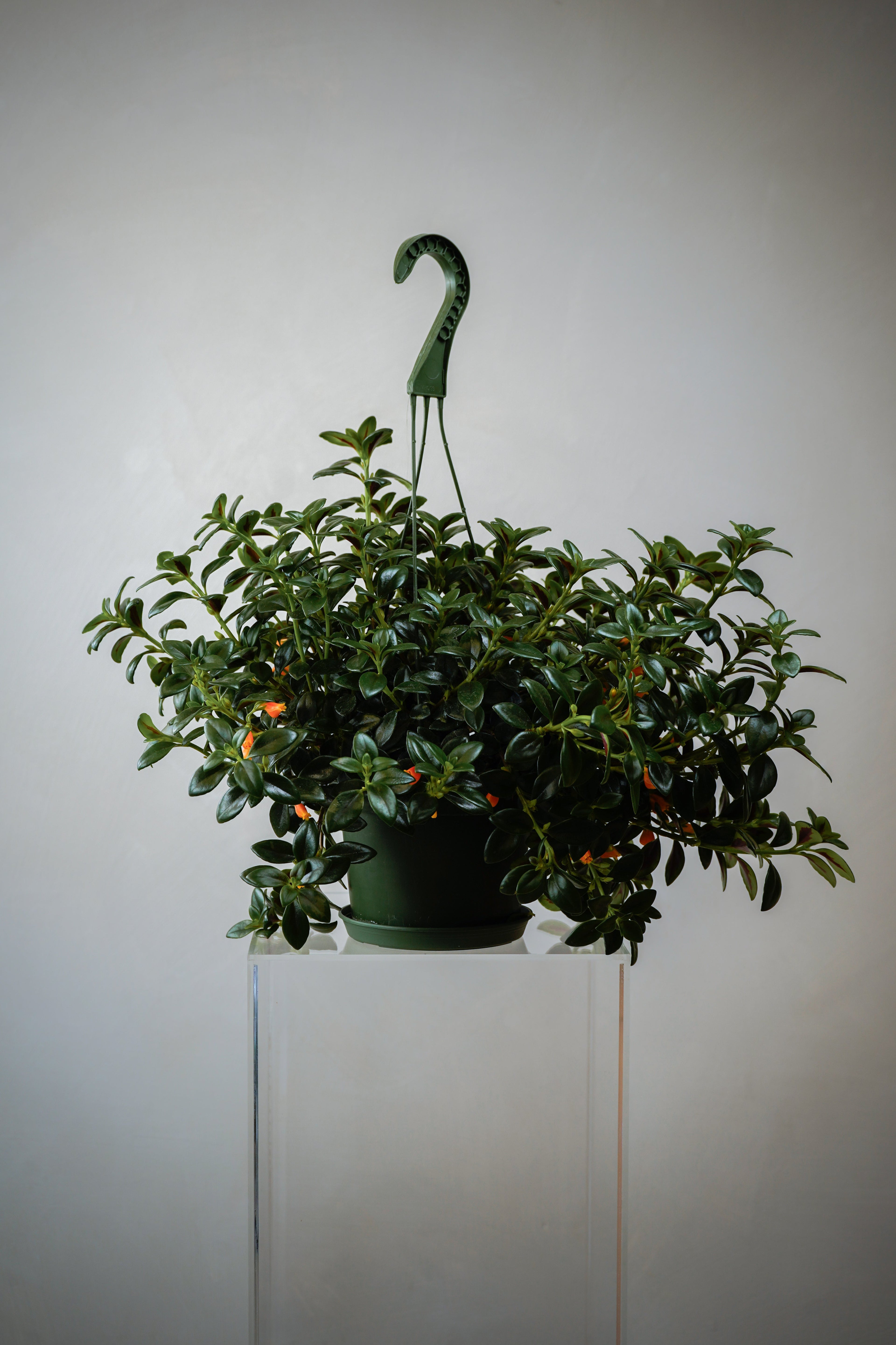[PLANTS] INDOOR PLANT