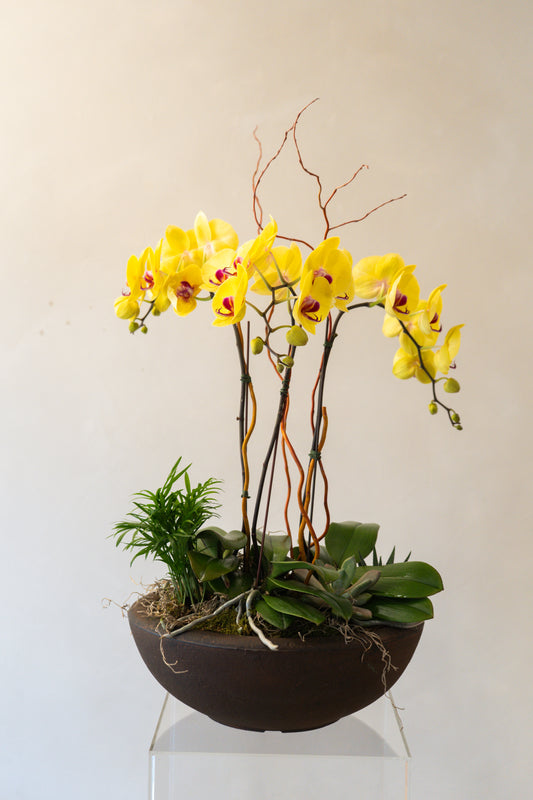 Orchid2