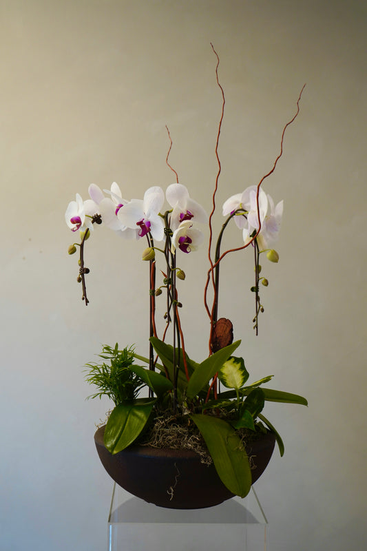 Orchid5