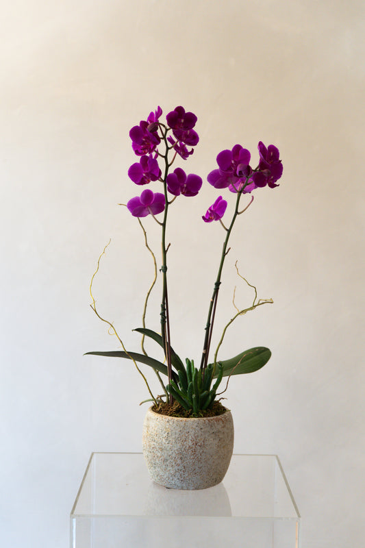 Orchid3