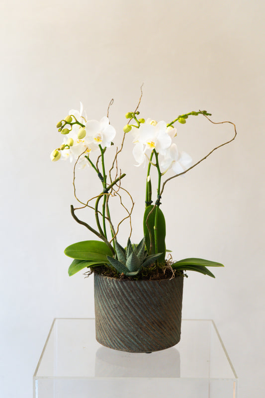 Orchid4
