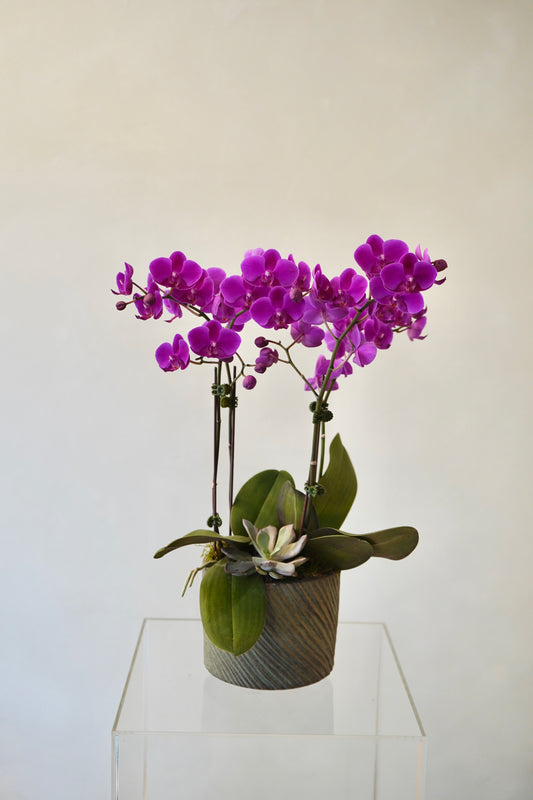 Orchid12