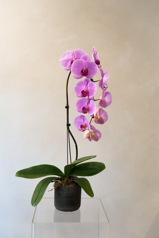Orchid11