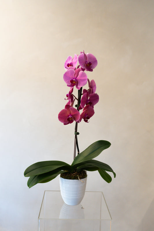 Orchid10