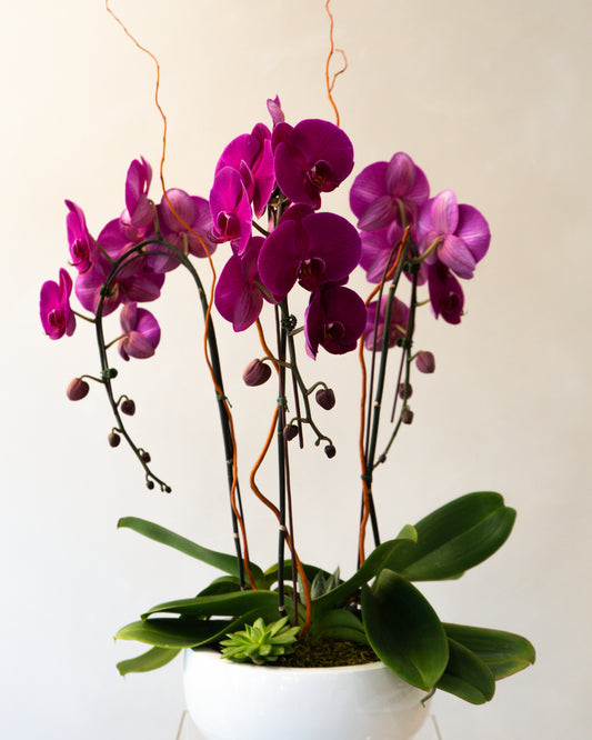 Orchid9