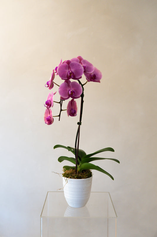 Orchid8