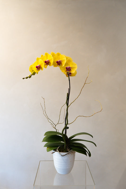 Orchid7