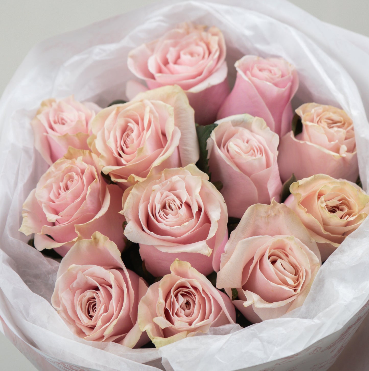 Milk Tea Rose