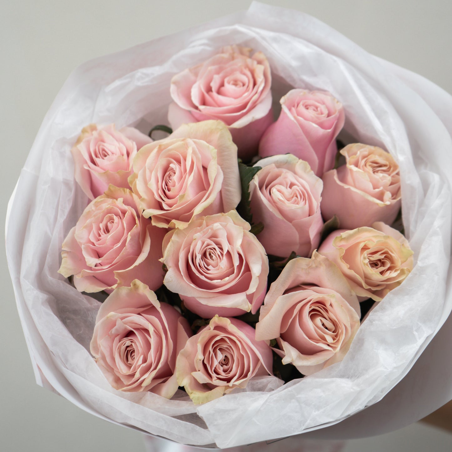 Milk Tea Rose
