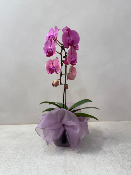 Orchid6