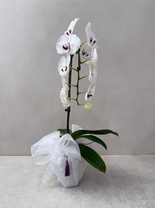 Orchid1