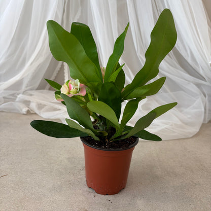 Euporbia (4")
