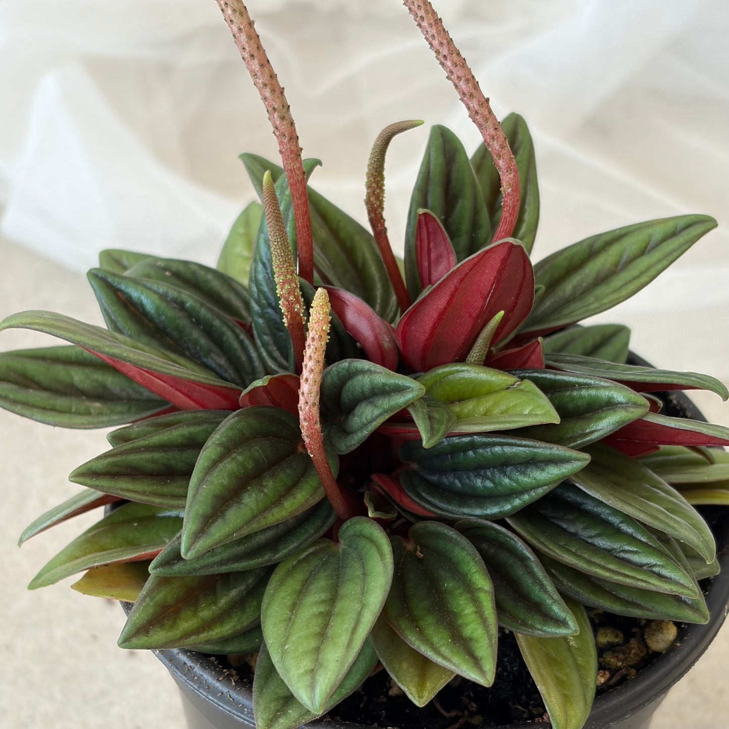 Peromina Rosso (6")