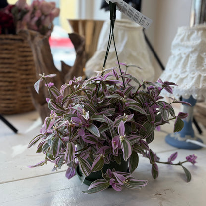 Tradescantia