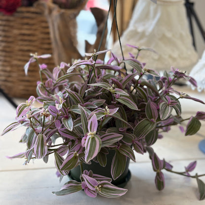 Tradescantia