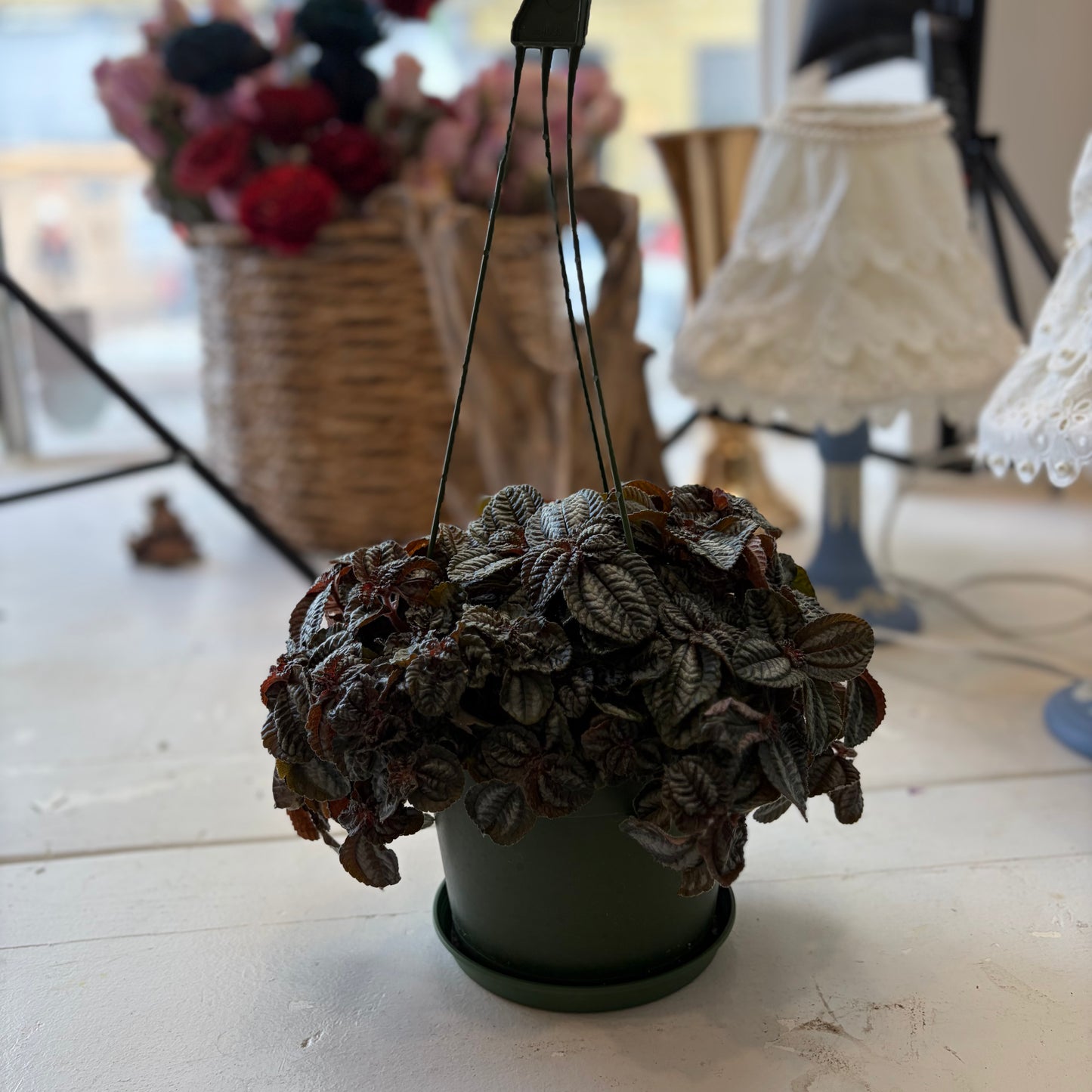 Pilea