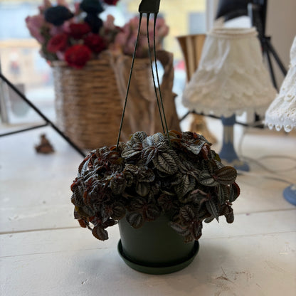 Pilea