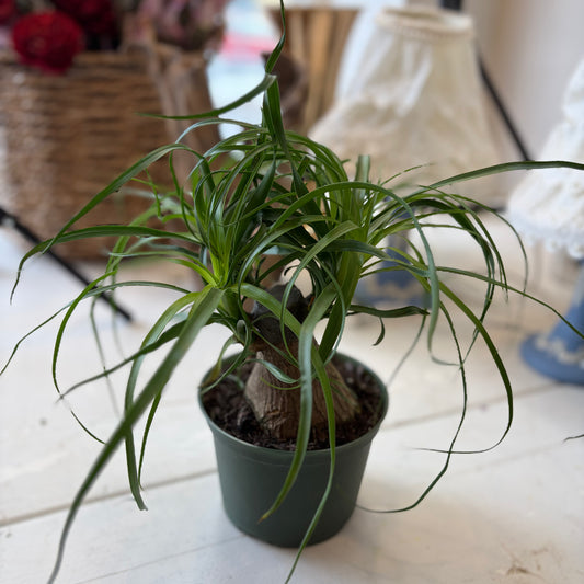 Ponytail Palm (6")