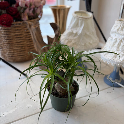 Ponytail Palm (6")