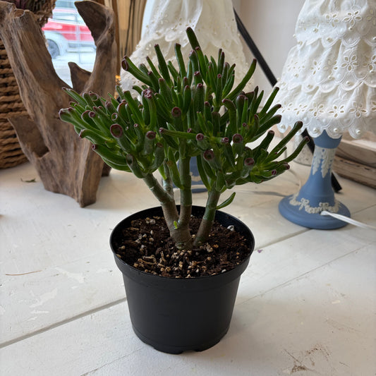 Jade - Gallum (6")