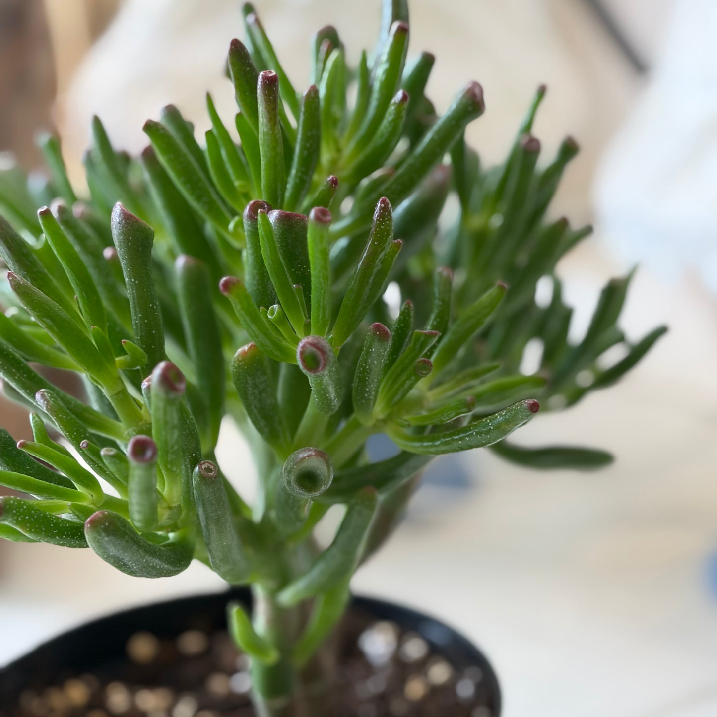 Jade - Gallum (6")