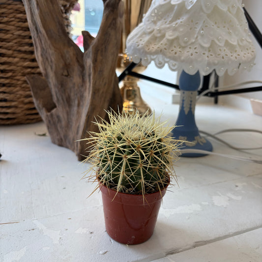 Cacti Gold Barrel (3")