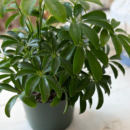 Scheff Arboricola (6")