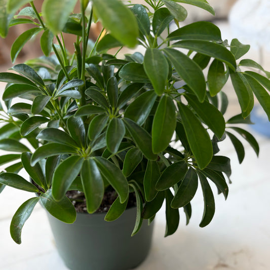 Scheff Arboricola (6")