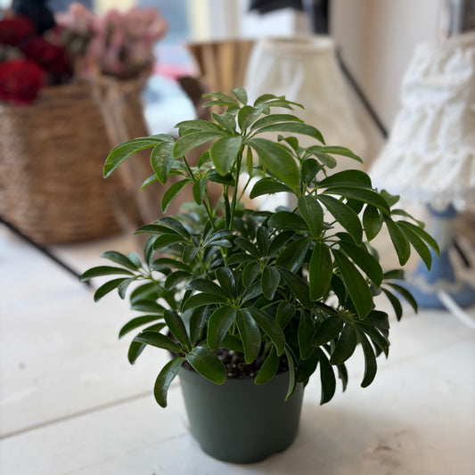 Scheff Arboricola (6")