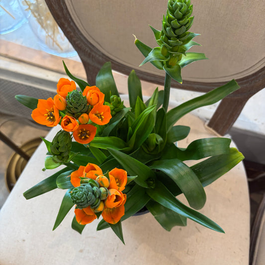 Star Of Bethlehem (6")