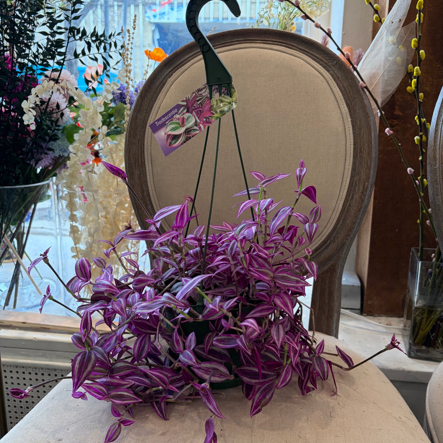 Tradescantia Nanouk (6")