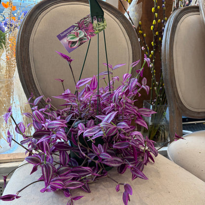 Tradescantia Nanouk (6")