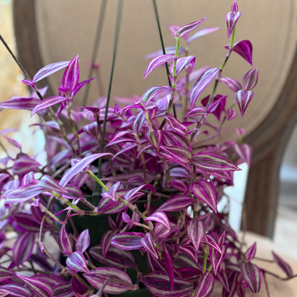 Tradescantia Nanouk (6")