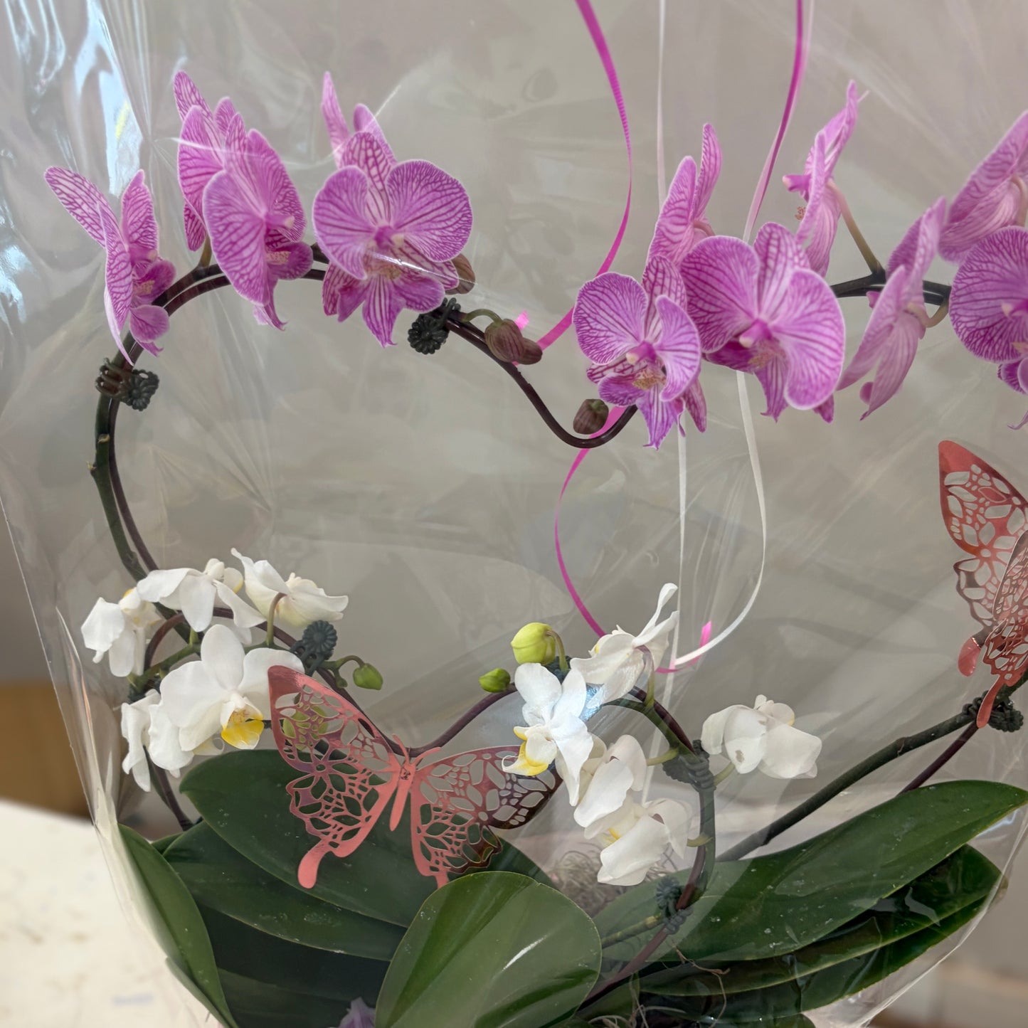 Double Heart Orchid - 2