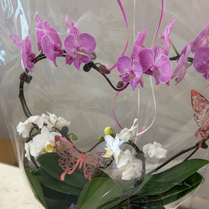 Double Heart Orchid - 2