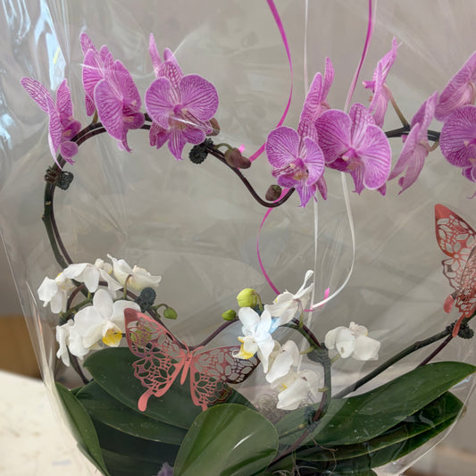 Double Heart Orchid - 2