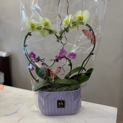 Double Heart Orchid - 3