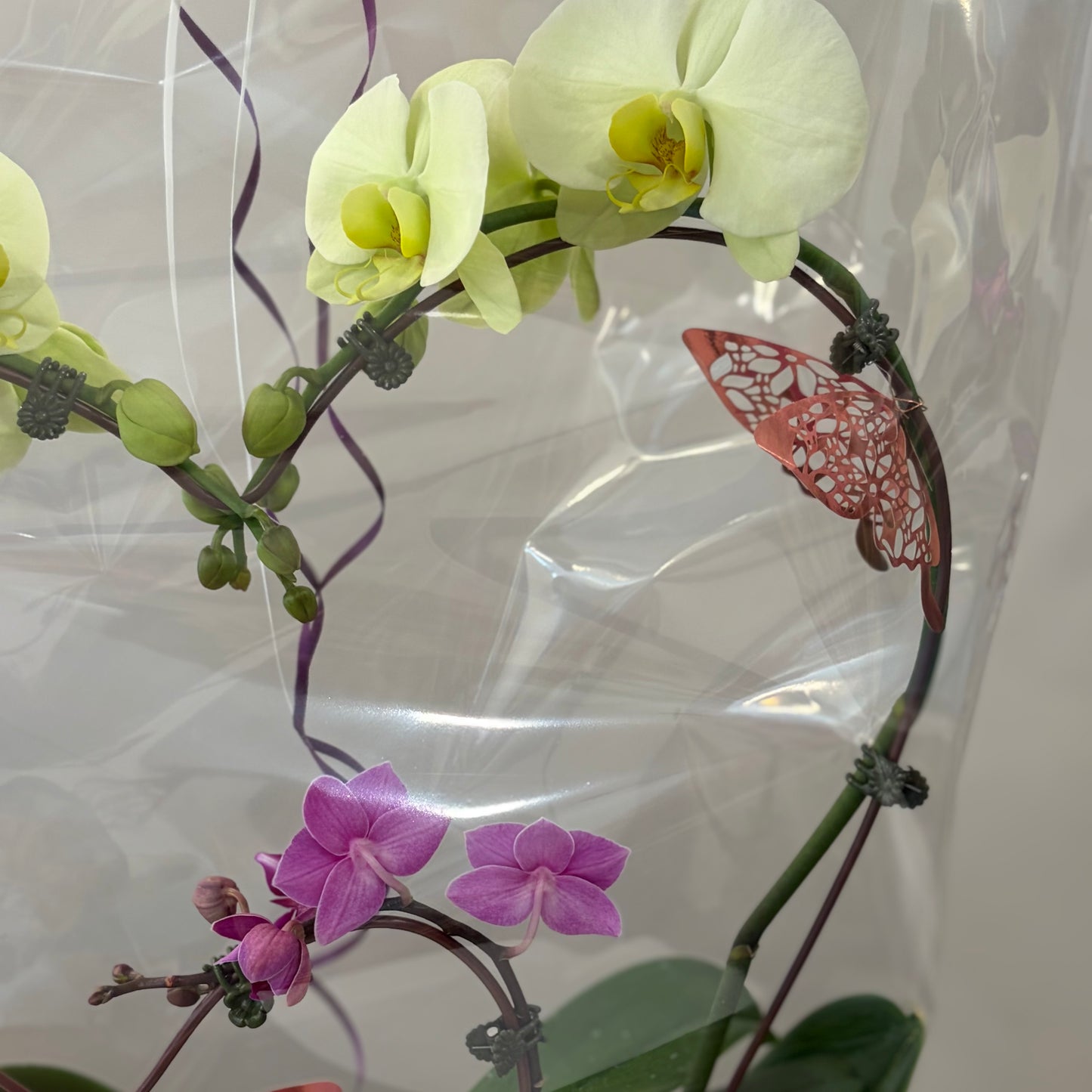 Double Heart Orchid - 3