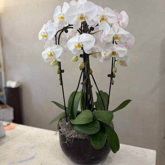 Waterfall Orchid - 2